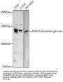 DNA Polymerase Gamma, Catalytic Subunit (POLG) Antibody