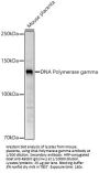 DNA Polymerase Gamma, Catalytic Subunit (POLG) Antibody