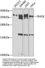 InaD-Like Protein (INADL) Antibody