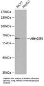 Rho Guanine Nucleotide Exchange Factor 3 (ARHGEF3) Antibody