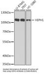 Ventricular Zone-Expressed PH Domain-Containing Protein Homolog 1 (VEPH1) Antibody