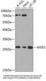 Translation Initiation Factor IF-3, Mitochondrial (MTIF3) Antibody