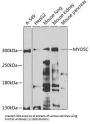 Unconventional Myosin-Vc (MYO5C) Antibody