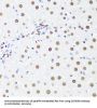 DExD-Box Helicase 39B (DDX39B) Antibody