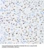DExD-Box Helicase 39B (DDX39B) Antibody