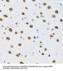 DExD-Box Helicase 39B (DDX39B) Antibody