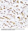 DExD-Box Helicase 39B (DDX39B) Antibody