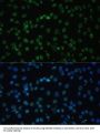 DExD-Box Helicase 39B (DDX39B) Antibody