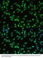 DExD-Box Helicase 39B (DDX39B) Antibody