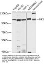 Hexokinase 3 (HK3) Antibody