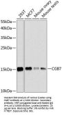 Chorionic Gonadotropin Beta Chain (CGB) Antibody