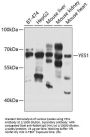 Tyrosine-Protein Kinase Yes (YES1) Antibody