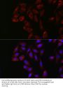Tyrosine-Protein Kinase Yes (YES1) Antibody