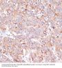 Yes-Associated Protein 1 (YAP1) Antibody