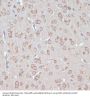 Yes-Associated Protein 1 (YAP1) Antibody