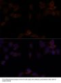 Yes-Associated Protein 1 (YAP1) Antibody
