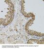 P-Selectin (SELP) Antibody