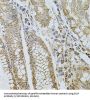 P-Selectin (SELP) Antibody