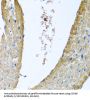 Cytochrome C Oxidase Subunit 5B (COX5B) Antibody