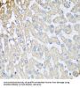 Cytochrome C Oxidase Subunit 5B (COX5B) Antibody