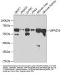 Chromosome 14 Open Reading Frame 133 (VIPAS39) Antibody