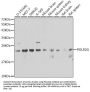 DNA-Directed RNA Polymerase II Subunit RPB7 (POLR2G) Antibody