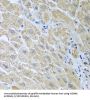 WD Repeat-Containing Protein 48 (WDR48) Antibody