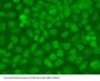 RISC-Loading Complex Subunit TARBP2 (TARBP2) Antibody