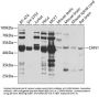 Chimerin 1 (CHN1) Antibody