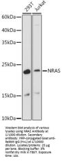 NRAS Antibody
