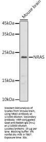 NRAS Antibody