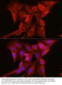 NRAS Antibody