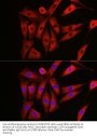 NRAS Antibody