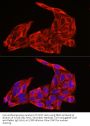 NRAS Antibody