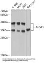Activator of 90 kDa Heat Shock Protein ATPase Homolog 1 (AHSA1) Antibody