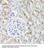 E3 Ubiquitin-Protein Ligase NEDD4-Like (NEDD4L) Antibody