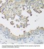 E3 Ubiquitin-Protein Ligase NEDD4-Like (NEDD4L) Antibody