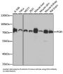 NADPH-Cytochrome P450 Reductase (POR) Antibody