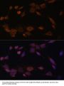 NADPH-Cytochrome P450 Reductase (POR) Antibody