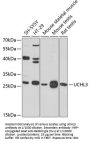 Ubiquitin Carboxyl-Terminal Hydrolase Isozyme L3 (UCHL3) Antibody