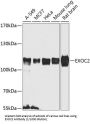 Exocyst Complex Component 2 (EXOC2) Antibody