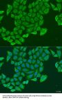Exocyst Complex Component 2 (EXOC2) Antibody