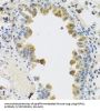 R-Spondin 1 (RSPO1) Antibody