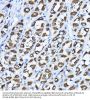 6-Phosphogluconolactonase (PGLS) Antibody