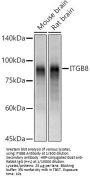 Integrin Beta 8 (ITGB8) Antibody