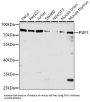 PC4 and SFRS1-Interacting Protein (PSIP1) Antibody