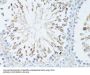 Transcription Elongation Factor, Mitochondrial (TEFM) Antibody