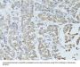 Transcription Elongation Factor, Mitochondrial (TEFM) Antibody