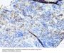 Transcription Elongation Factor, Mitochondrial (TEFM) Antibody