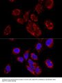 Transcription Elongation Factor, Mitochondrial (TEFM) Antibody